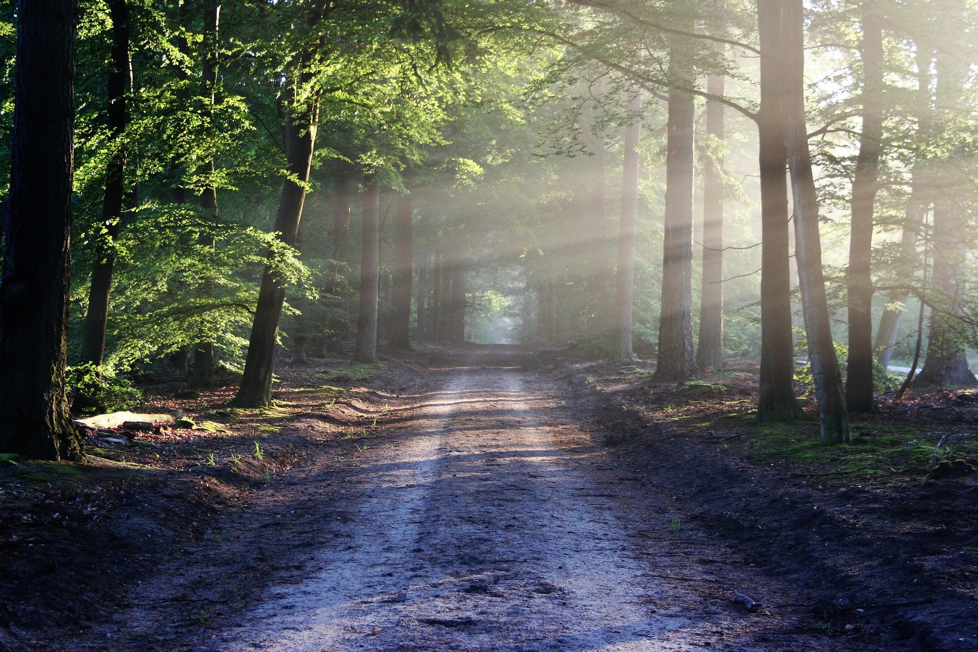 Betriebshaftpflicht Waldbesitzer – Gibt es eine Pflichtversicherung